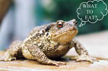 What do toads eat
