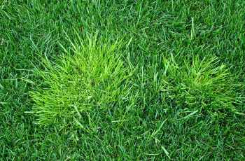 How to get rid of crabgrass?